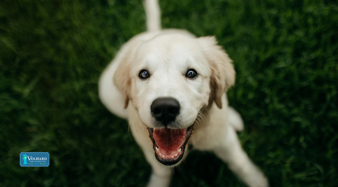 What is the Best Dog Food for Labrador Retrievers?
