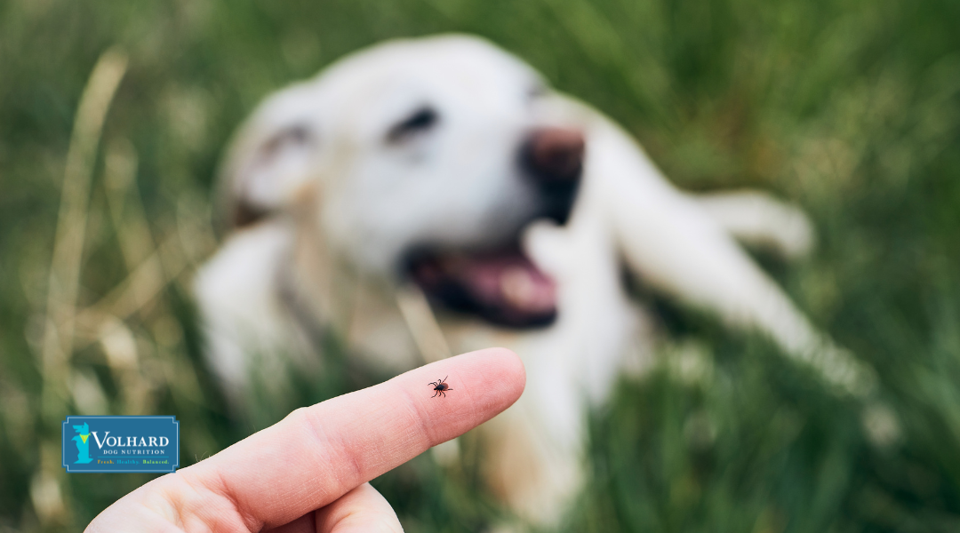 How to Treat Lyme Disease in Dogs With 7 Home Remedies for Tick Prevention!