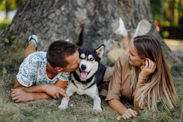 dog liver failure diet