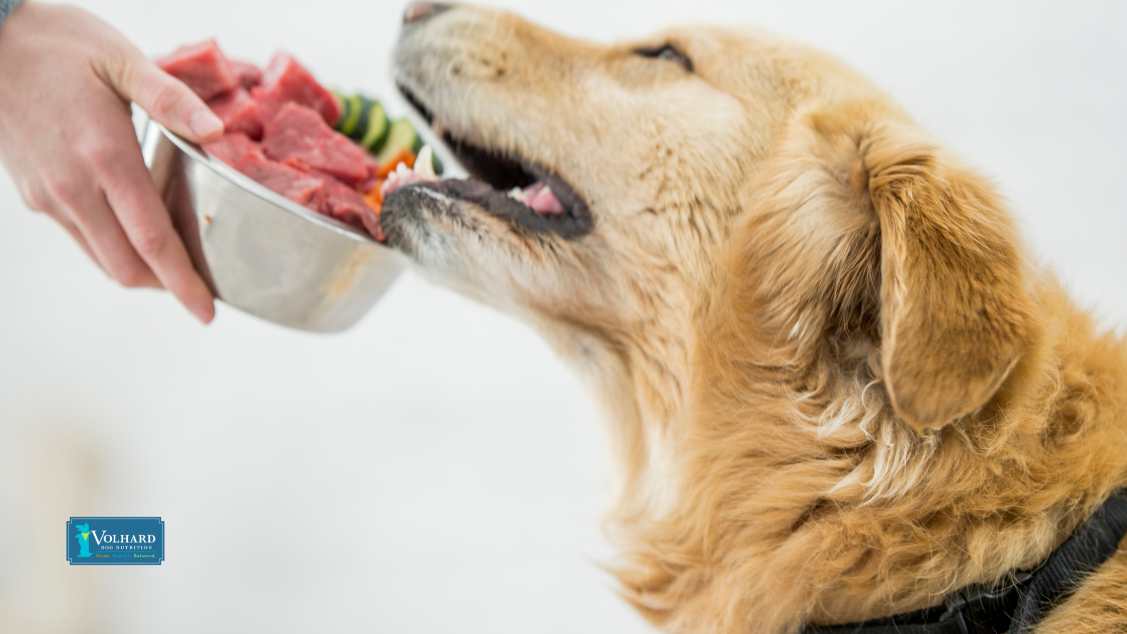 Preserving Purity: Inside Volhard Dog Nutrition's Raw Food Dehydration Techniques