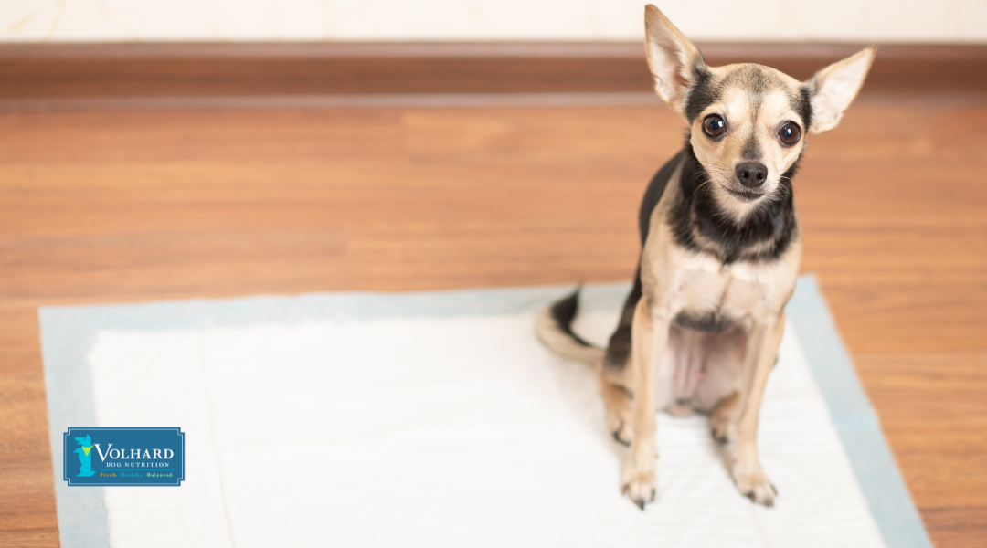 This is the Ideal Diet For Dogs With UTIs