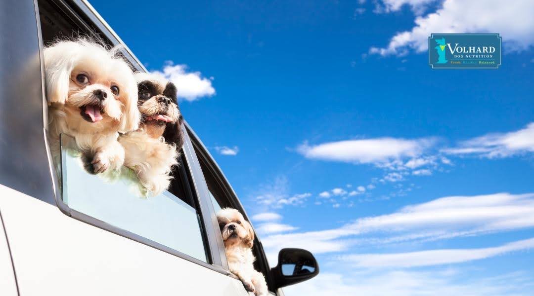 Traveling With Your Dog: Nutrition and Wellness Tips for Road Trips and Vacations