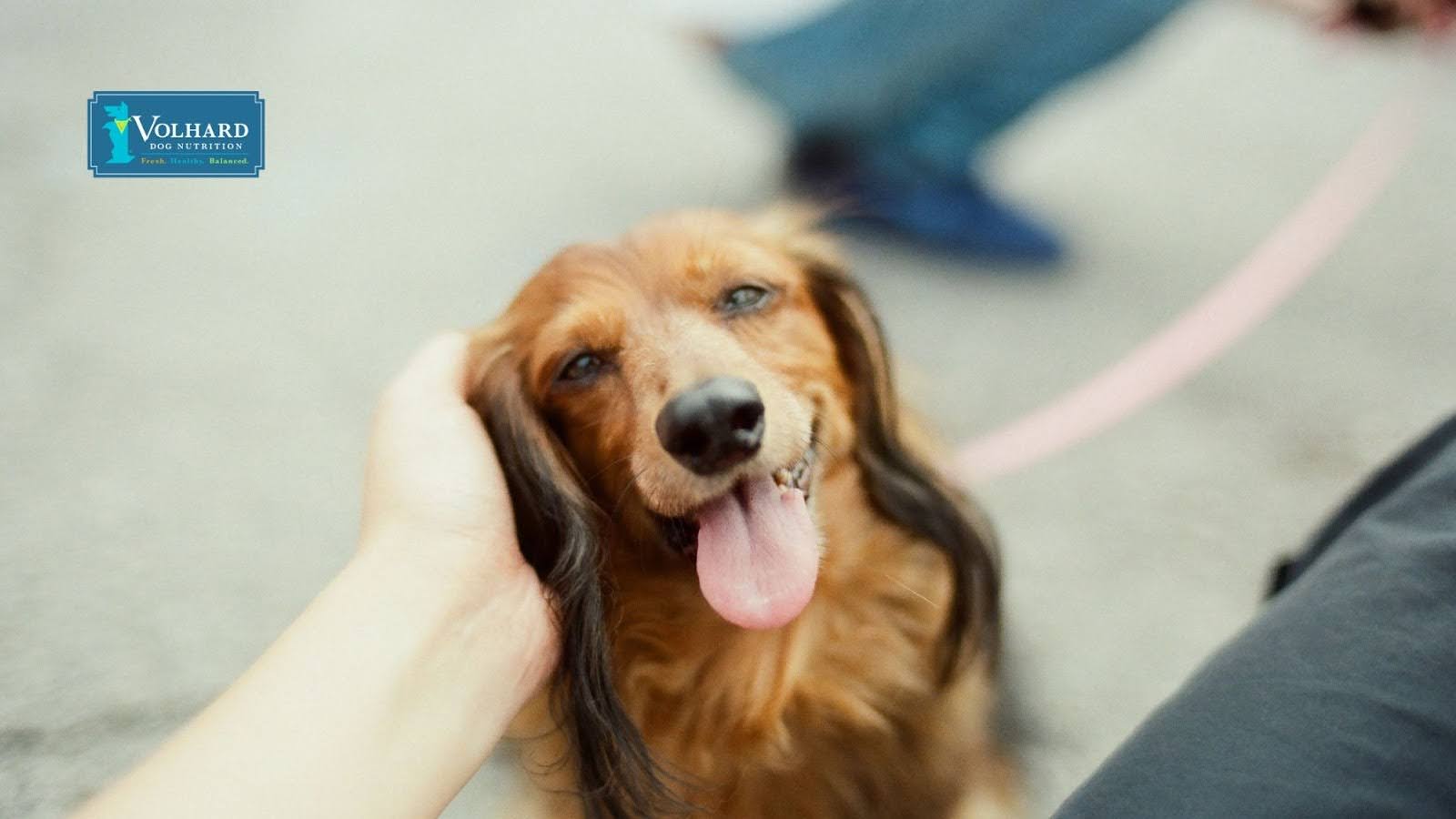 8 Home Remedies for Your Dog's Sore Throat