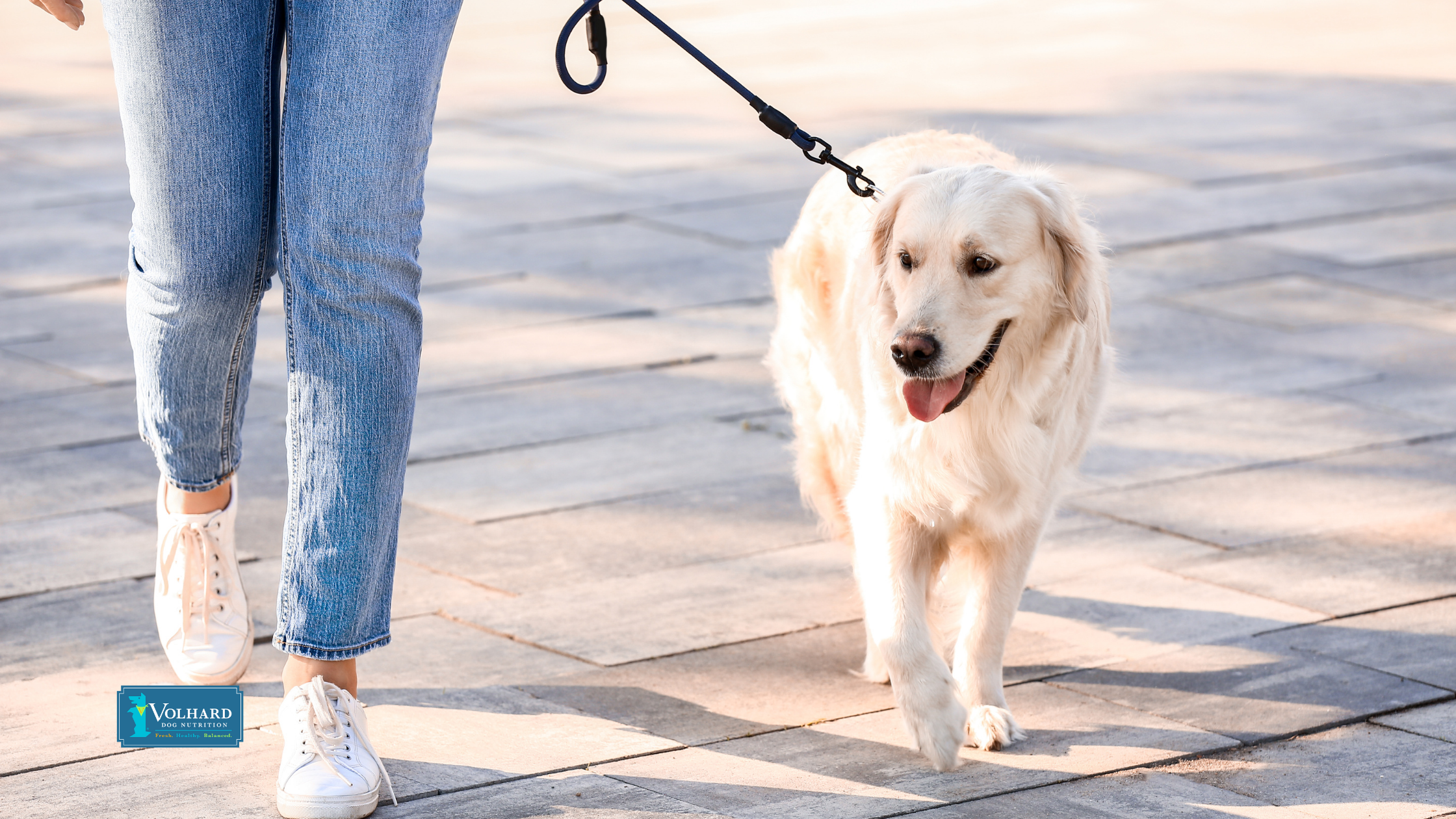 From Walks to Playtime: 7 Ways to Keep Your Dog Active Every Day