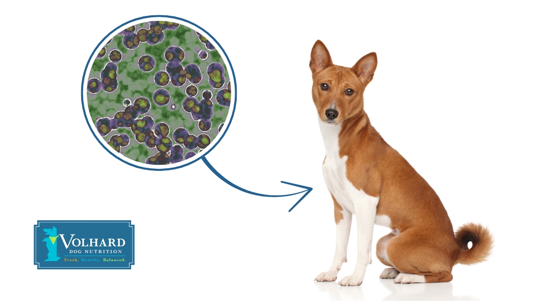 Beautiful view of Probiotics In Dog Food For Differential Reduction