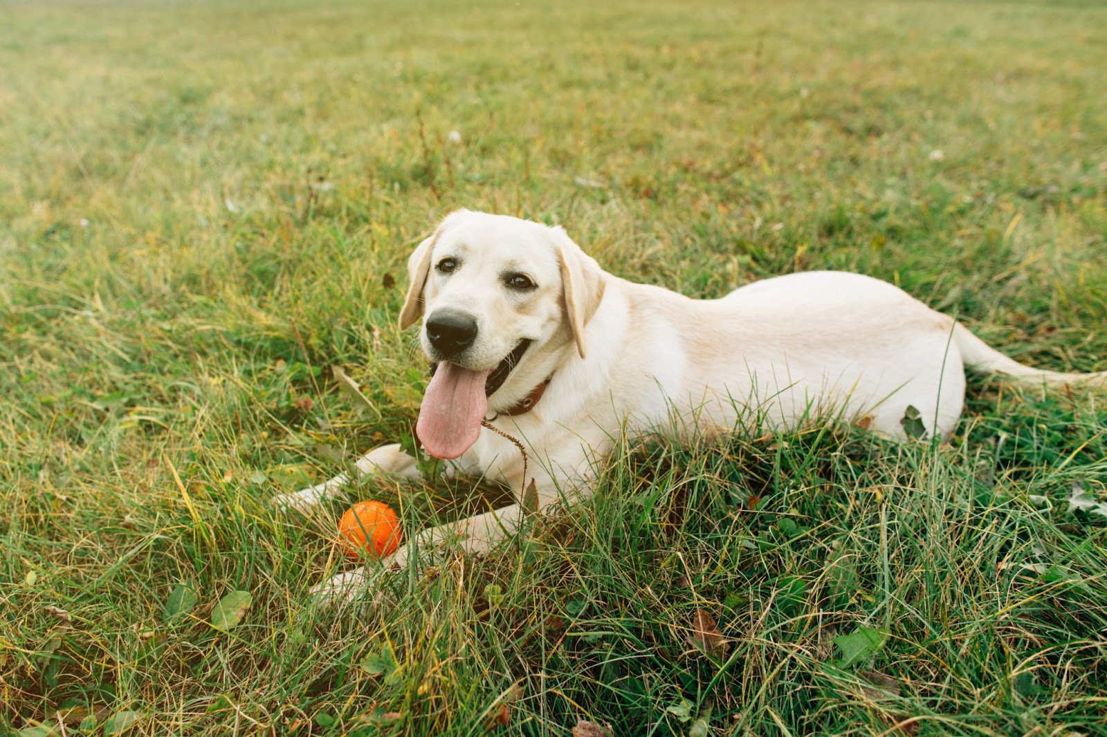 Beat the summer heat with these homemade frozen treats for your furry  friend! 🐾🍦 Try out this easy Dog Popsicle recipe and watch your…