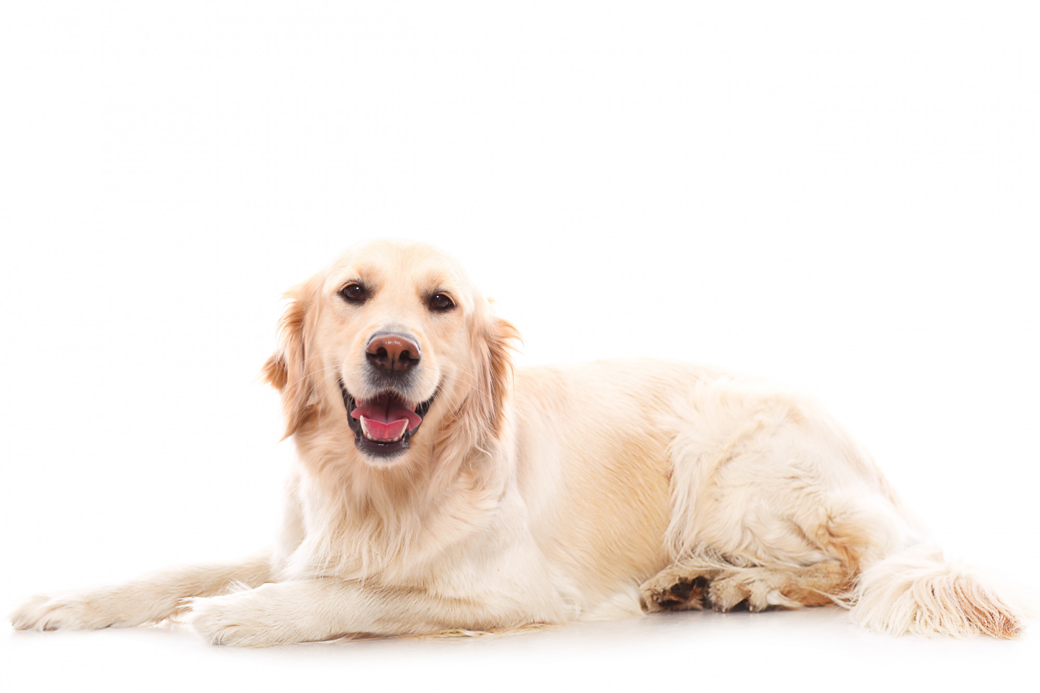 what is the best treatment for glaucoma in dogs