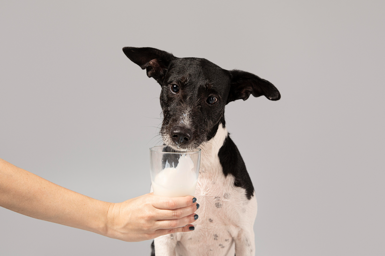 is dairy bad for dogs