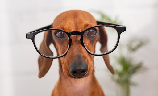 Can a Blind Pet Be Happy?: Dealing with Vision Loss in Pets
