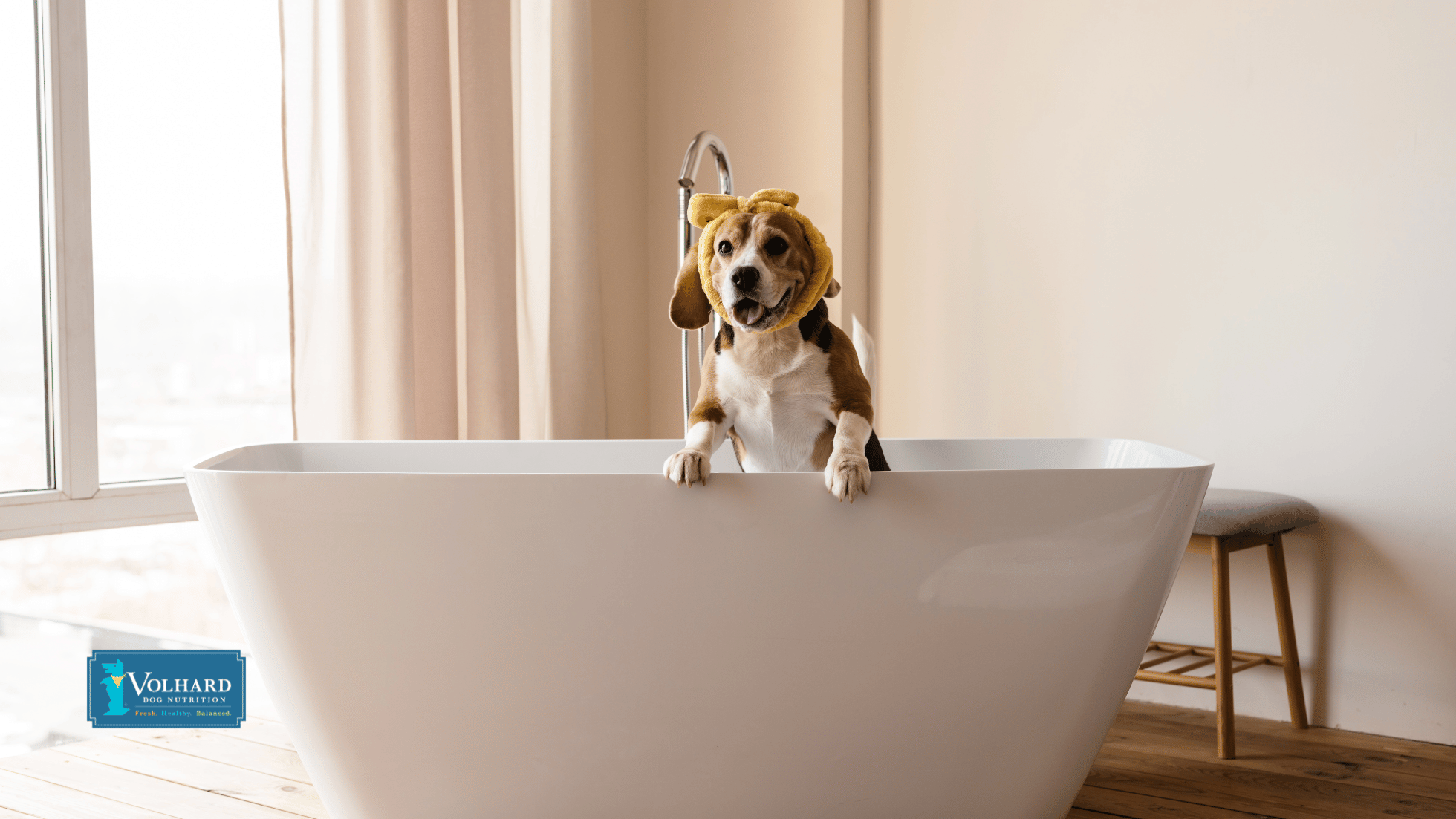 Picture of Winter Coat Care: 7 Dog Grooming Tips for the Cold Months - Volhard Dog ...