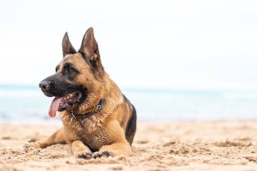 how can i prevent my dogs sunburned nose