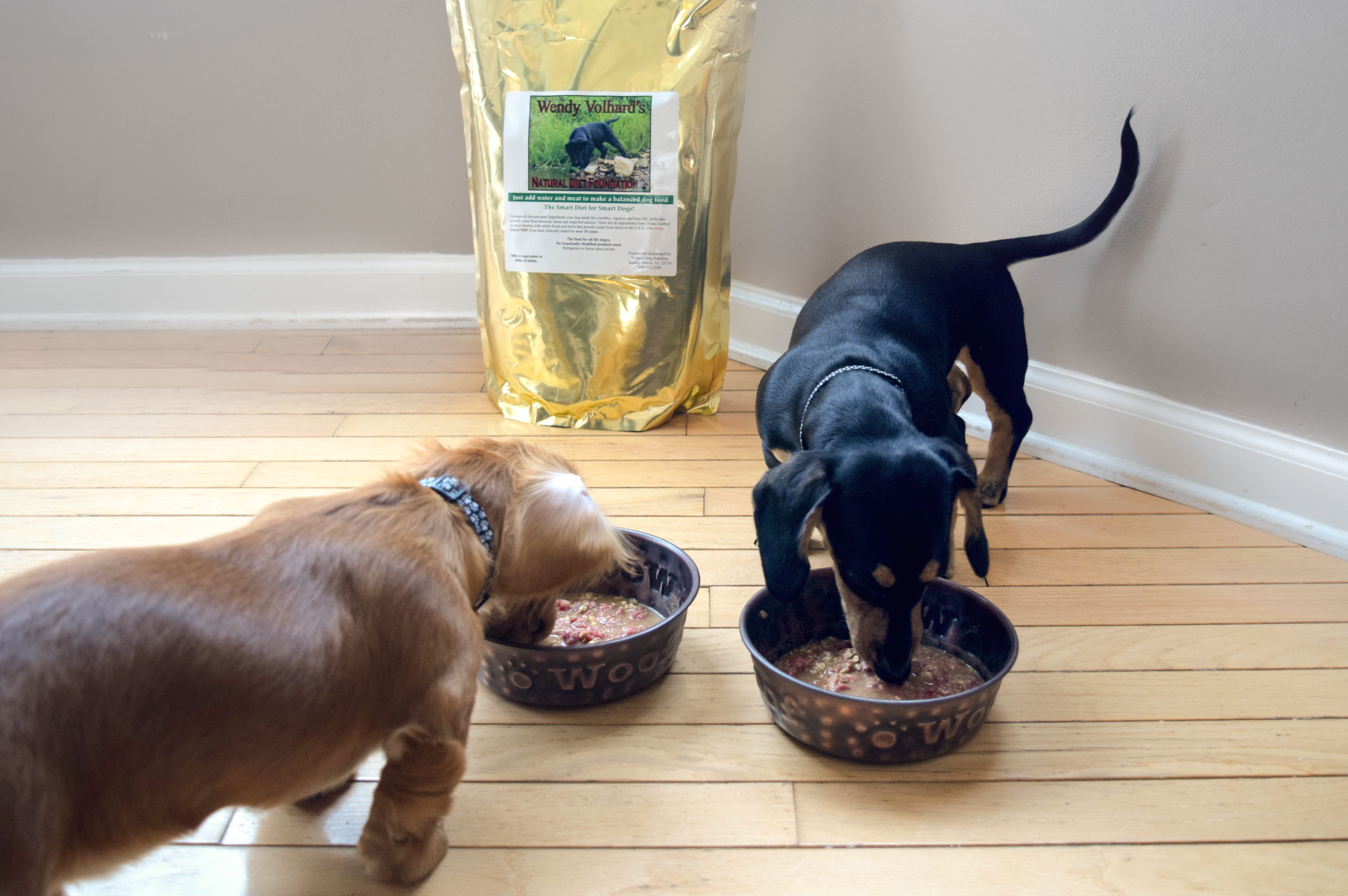 5 Benefits of Elevated Food Bowls for Dogs: Myths or Facts?