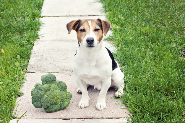 Ensuring Your Australian Shepherd Will Live a Longer, Fuller Life - Volhard  Dog Nutrition