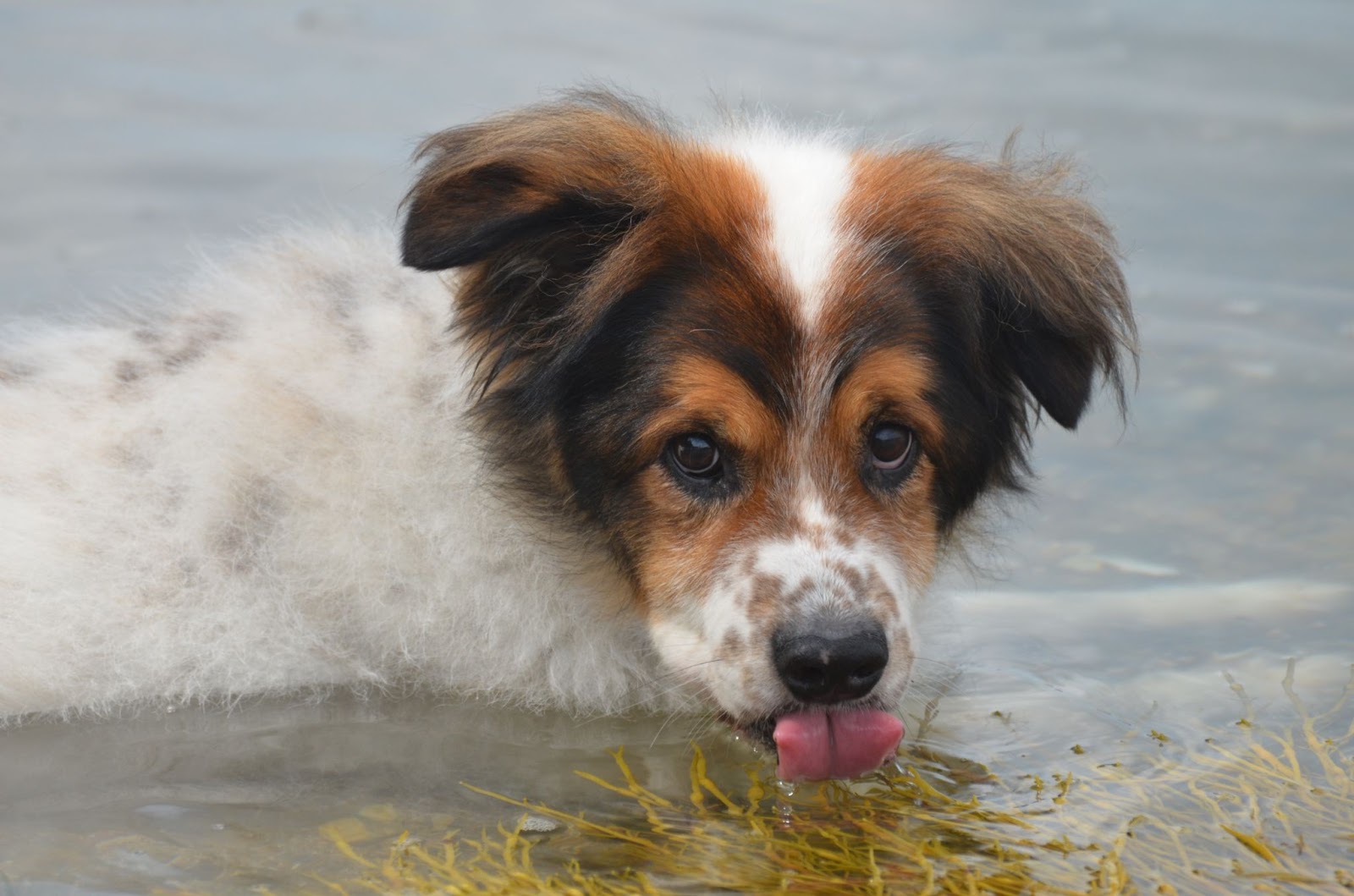 is kelp good for dogs