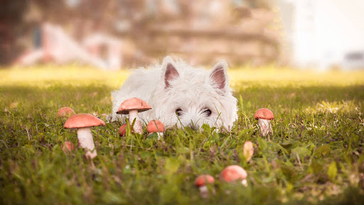 is mushroom soup bad for dogs