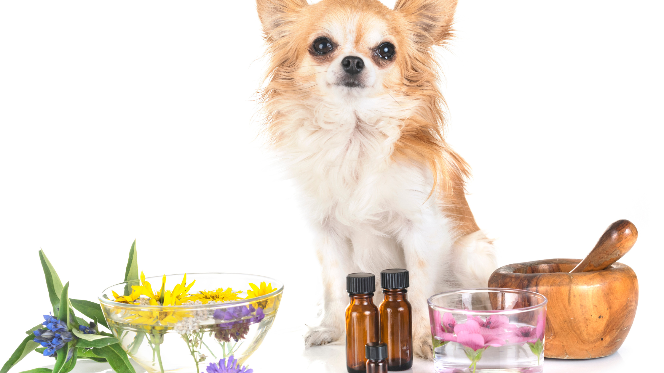 Is Lavender Essential Oil Safe for Pets? - CBD Dog Health