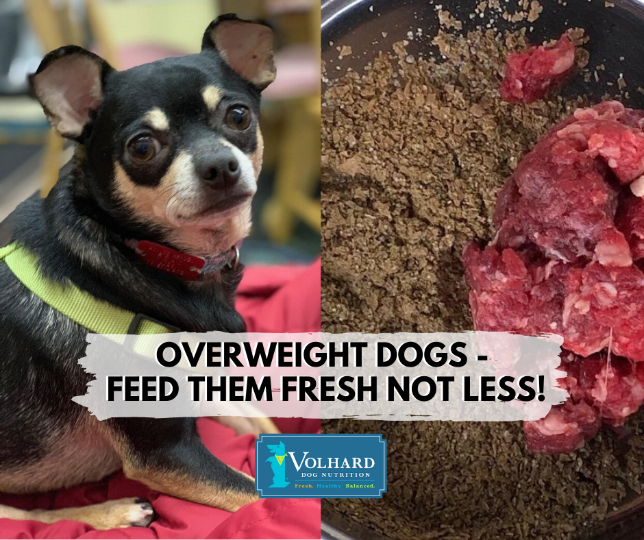 what do you feed an overweight dog