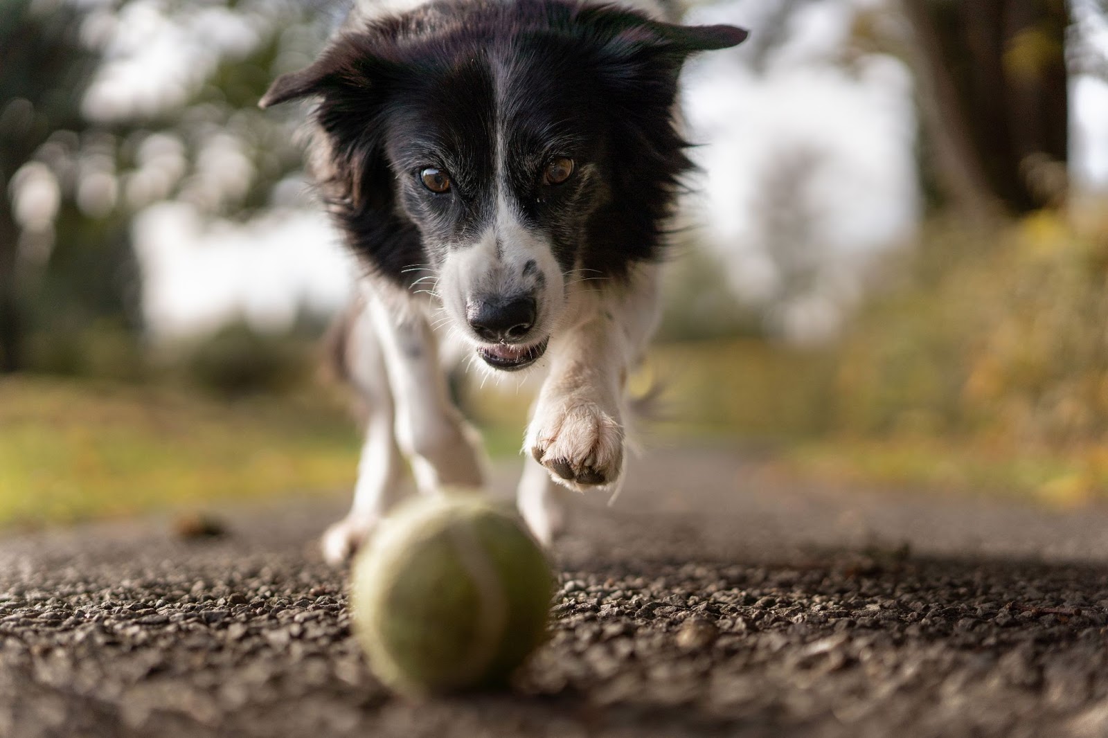 are tennis balls poisonous to dogs