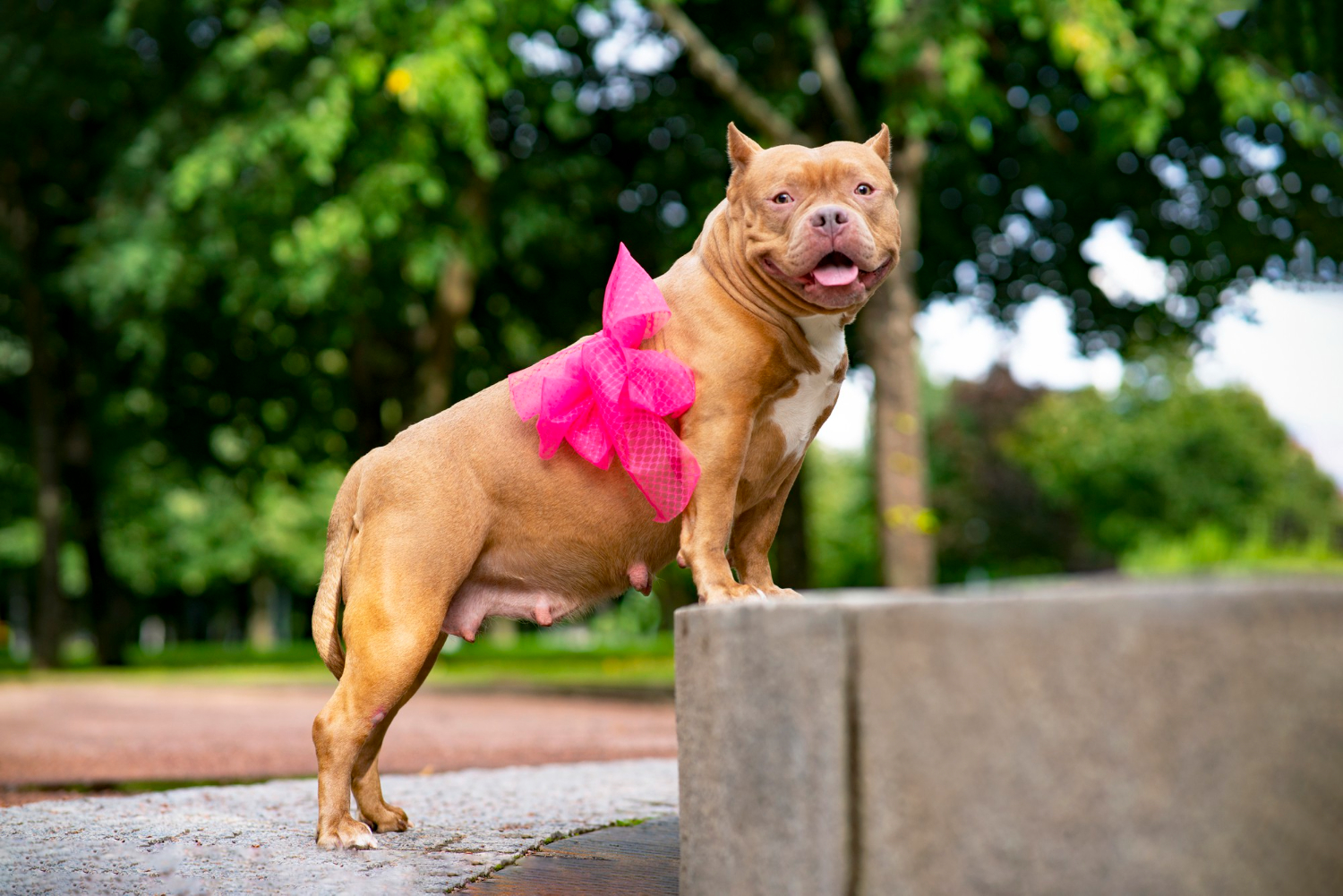 Can Female Dogs Tell When Your Pregnant