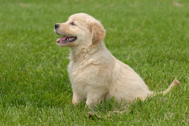 golden retriever puppies sleeping habits