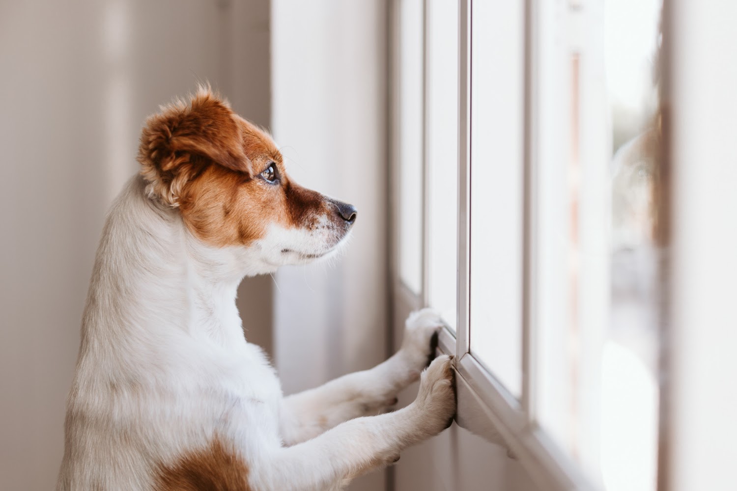 Why Does My Dog Urinate So Much? - My Pet Nutritionist