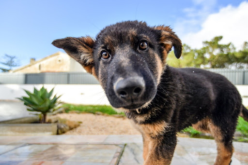 do dogs eat more during growth spurts