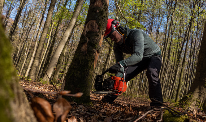 Tree Removal Cost - Woodland Mills Canada