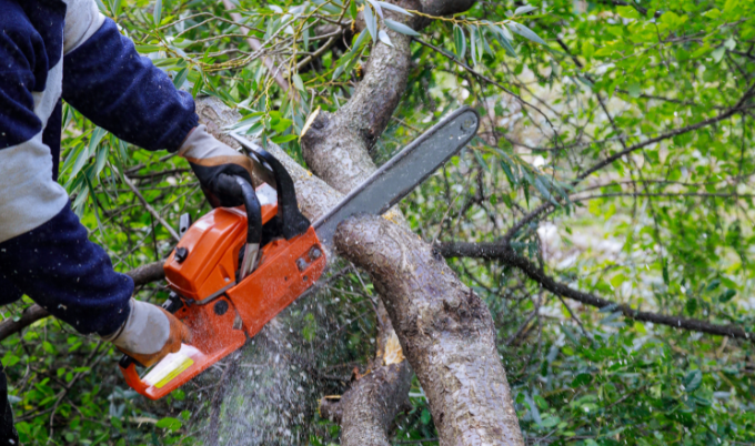 How to Start a Tree Removal Business - Woodland Mills Canada