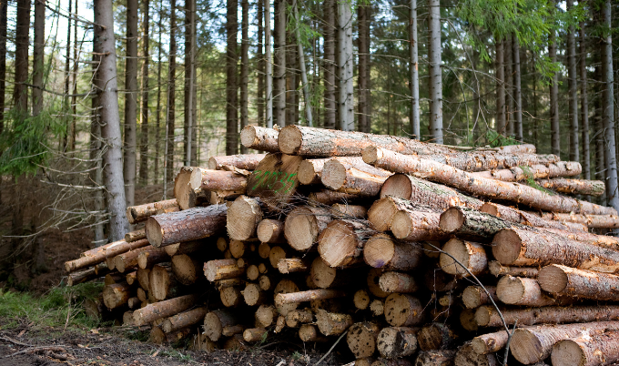 The Basics on Pine Timber - Woodland Mills Canada