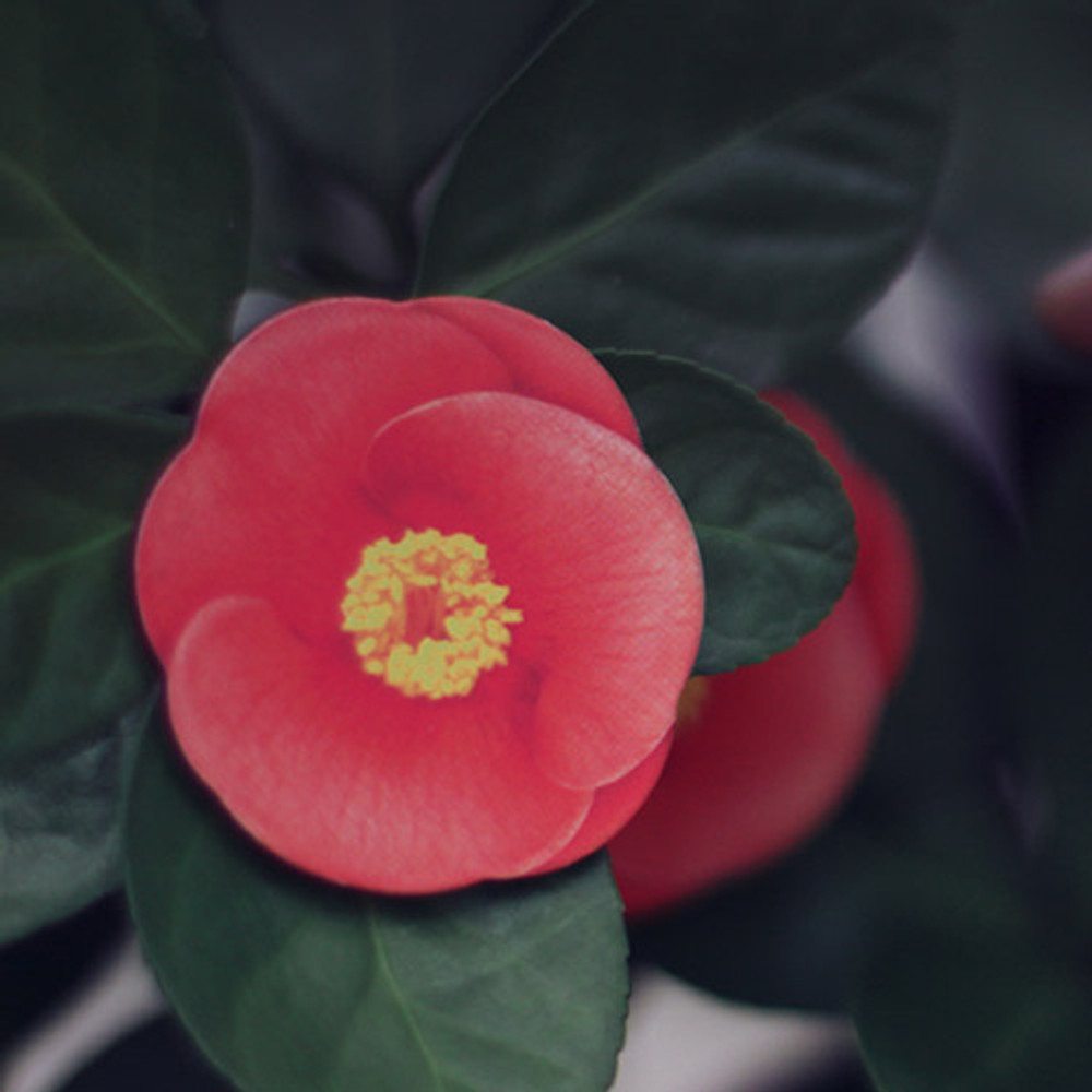 Camellia leaves magnet set