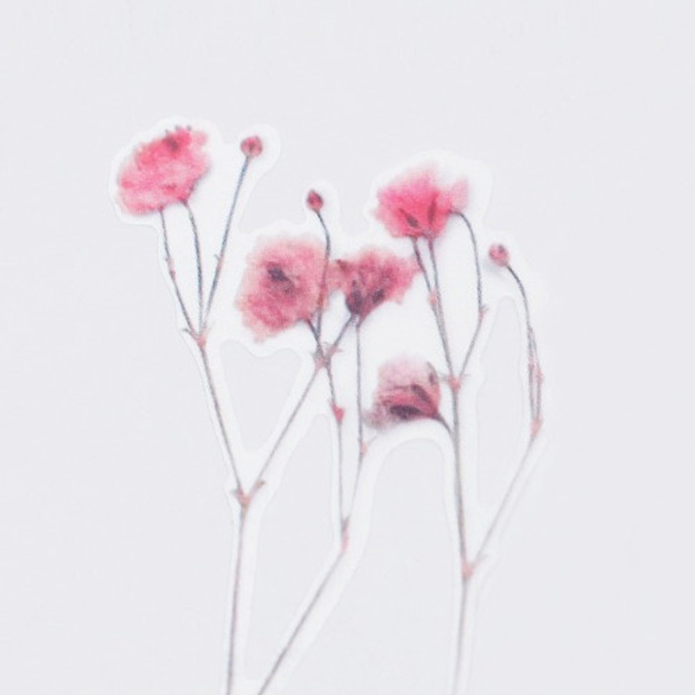 Pressed Flower Transparent Sticker - Gypsophila