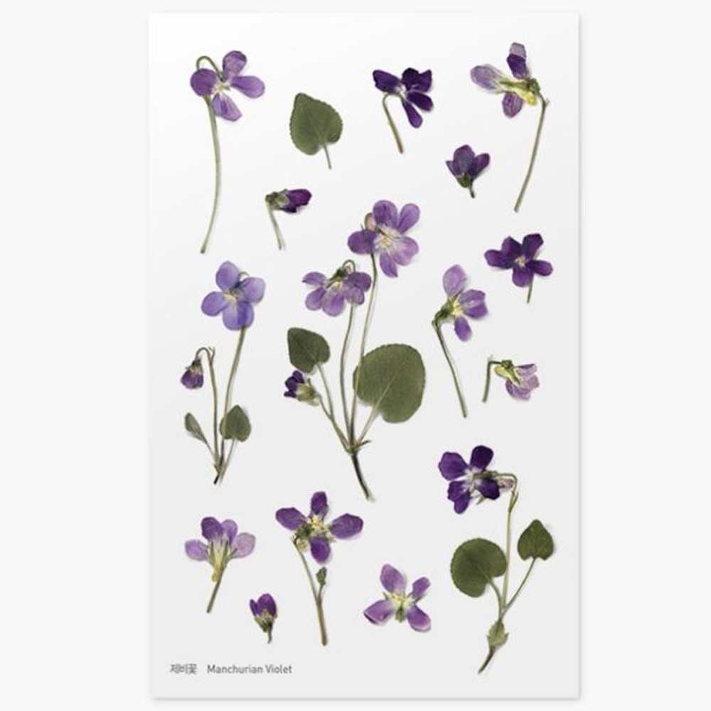 Appree Manchurian violet press flower stickers