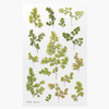 Appree Adiantum pressed flower deco sticker