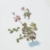 Appree Astragalus sinicus pressed flower sticker