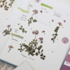 Usage example - Appree Astragalus sinicus pressed flower sticker