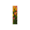 Ddori House Vibrant Tulip Flower Bookmark