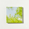 Mingkit Tree Photo Non-Sticky Memo Pad