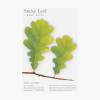 Appree Oak leaf green sticky memo notes Medium