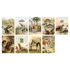 Pack of 24 cards - Nacoo Nature Animal Postcard Pack