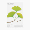 Appree Gingko leaves magnet set - Green