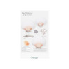 Orange - Appree Scallop magnet set 