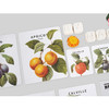 Vintage fruits illustration card set