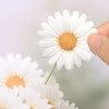 Daisy small sticky memo notes