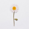 Appree Marguerite press flower deco sticker