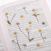 Appree Marguerite press flower deco sticker
