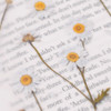 Appree Marguerite press flower deco sticker