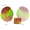 Red-green - ABJECTION Tree leaf 3 cards set