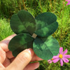 Example of use - ABJECTION Four leaf clover cards and envelope se