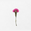 Detail of Appree China pink press flower stickers