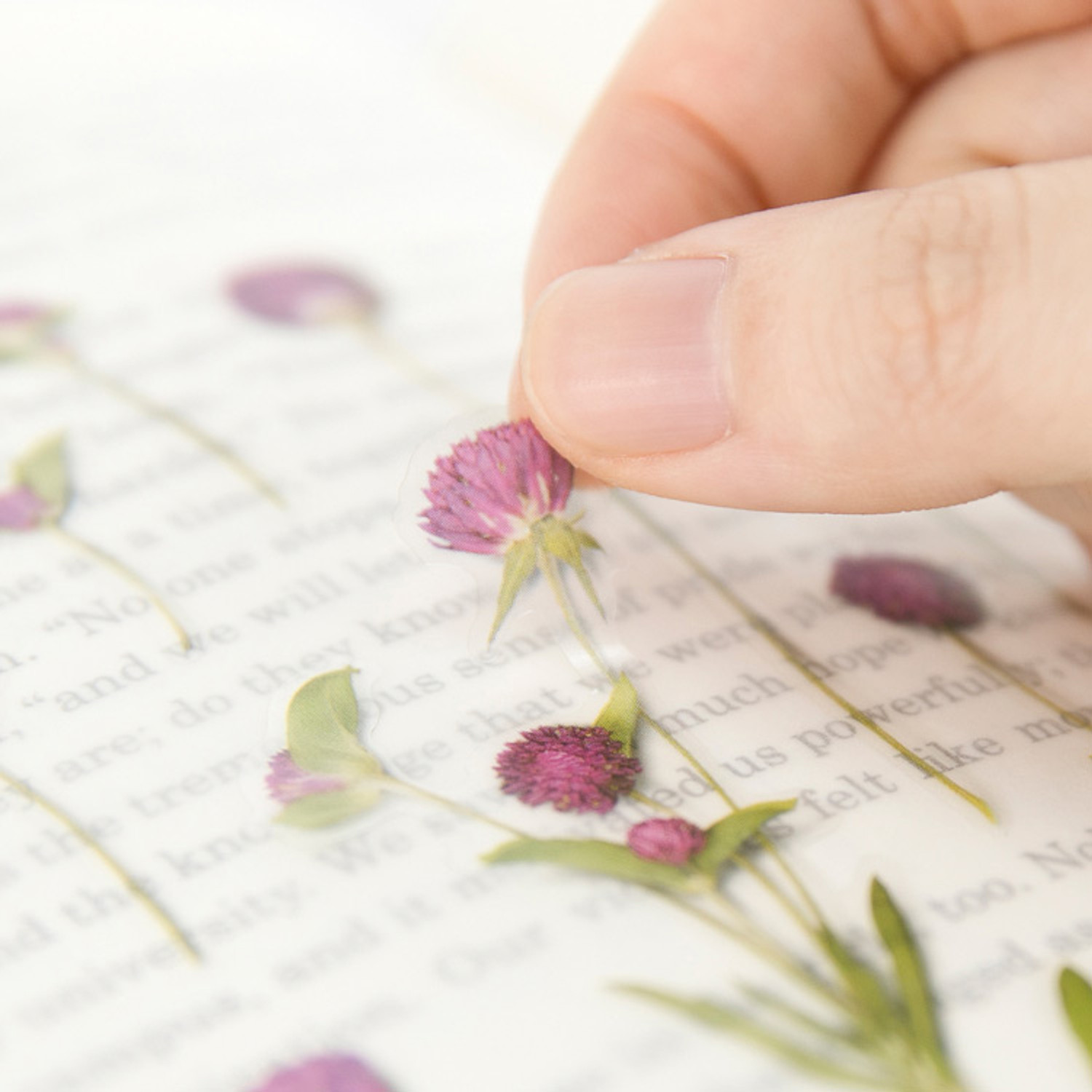 Heaveninawildflower | Globe amaranth, Botanical prints, Botanical  illustration